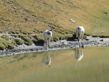 View of drinking water in lake