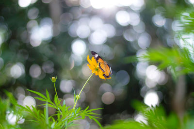 Close-up of butterfly pollinating on flower