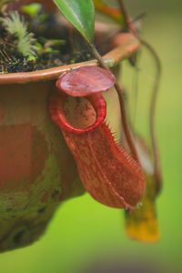 Close-up of snake on tree