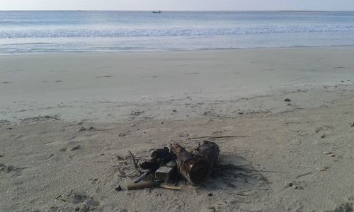 Crab on sand at beach