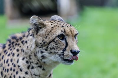 Close-up of a cheetah looking away