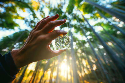 Low angle view of person hand holding tree