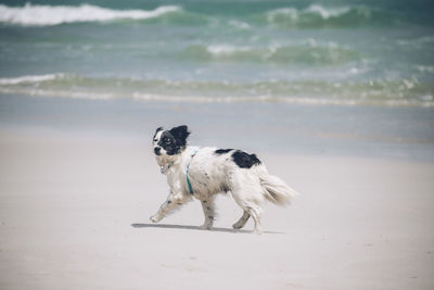 Dog running on beach