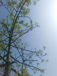 Low angle view of trees against sky