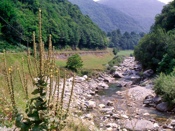 Scenic view of trees in forest