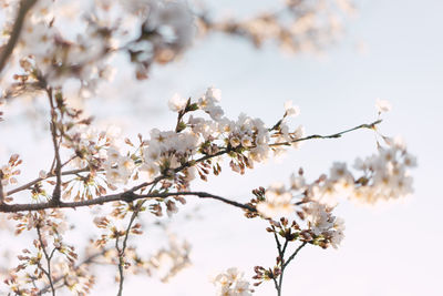 Close-up of apple blossoms in spring