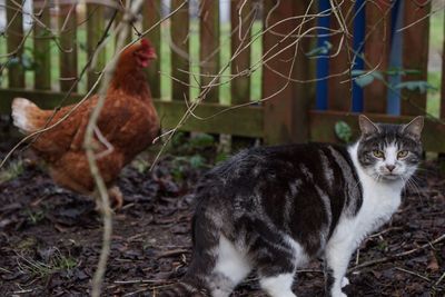 Close-up of cat with chicken on field