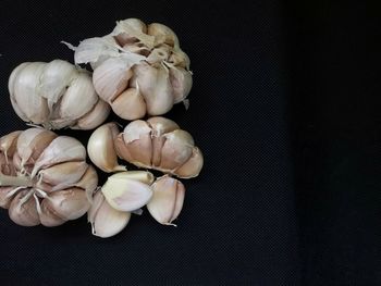 Close-up of white flowers