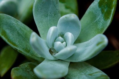 Close-up of flowers