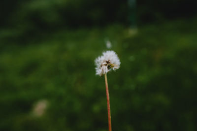 Close-up of white dandelion flower