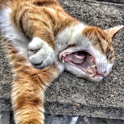 High angle view of cat lying down