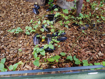 Close-up of lizard on plant during autumn