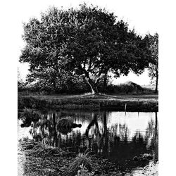 Reflection of trees in river