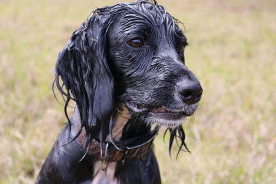 Close-up of wet black dog looking away on land