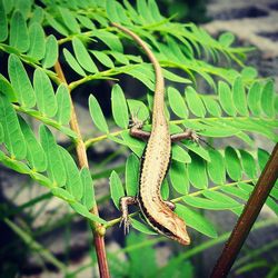 Close-up of lizard on leaf