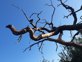 Low angle view of bare tree against sky