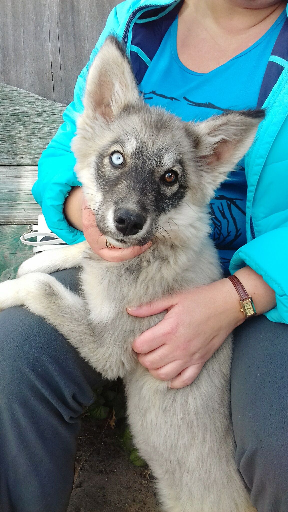 Heterochromia dog