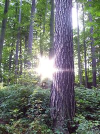 Sun shining through trees