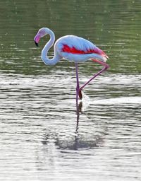 Bird in a lake