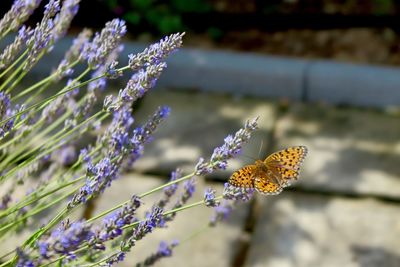 Close-up of butterfly pollinating on flower