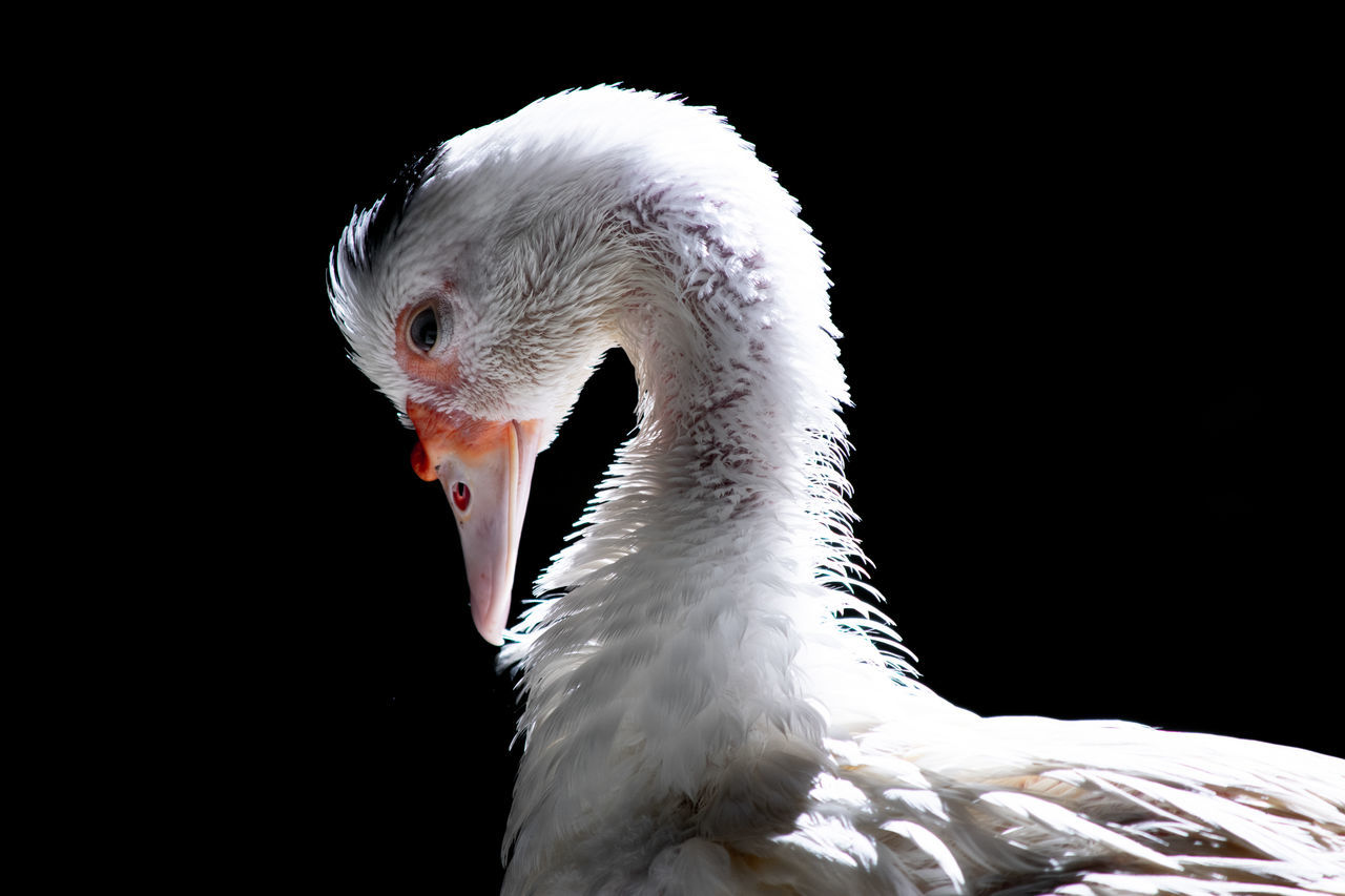 CLOSE-UP OF SWAN LOOKING AT BLACK BACKGROUND