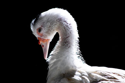 Close-up of swan