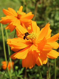 Close-up of bee on yellow flower