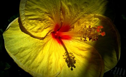 Close-up of yellow hibiscus blooming against black background