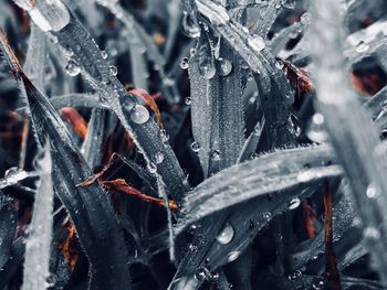 Full frame shot of wet plants during winter