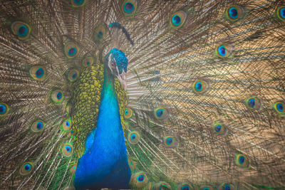 Full frame shot of peacock