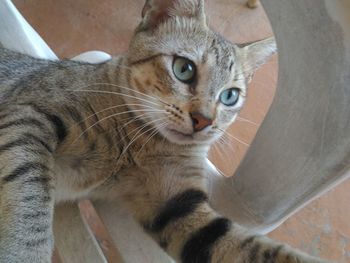 Close-up portrait of cat