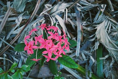 High angle view of flowers blooming outdoors