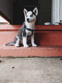 Portrait of dog by cat