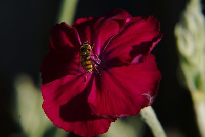 Close-up of bee on red flower