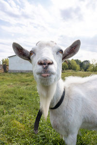 Portrait of an animal on field