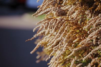 Close-up of plant