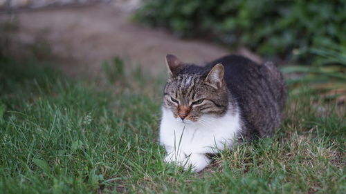 Cat looking away on field