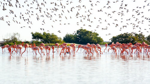 Flock of birds flying over lake against sky