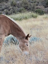 View of horse on field