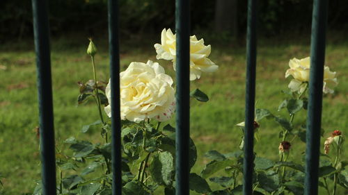 Close-up of white roses