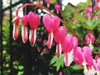 Close-up of pink flowers