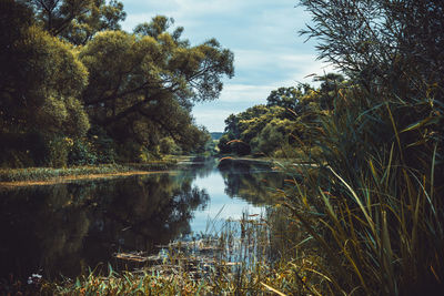 Scenic view of lake in forest against sky
