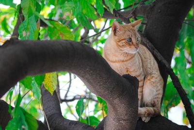 Cat sitting on tree