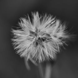 Close-up of flower