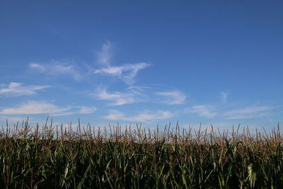 Scenic view of field against clear sky