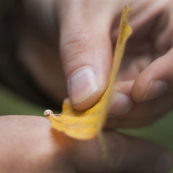 Midsection of woman holding leaf