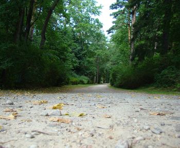 Empty road in forest