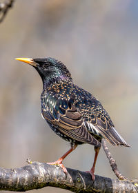 Close-up of bird perching on branch