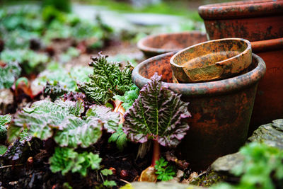 Gardening background of rhubarb patch and flower pots