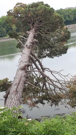 Tree by lake against sky